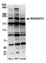 ROD/KNTC1 Antibody in Western Blot (WB)