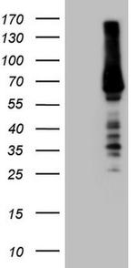 RORC Antibody in Western Blot (WB)
