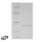 LexA Protein in Western blot control (WB Ctrl)