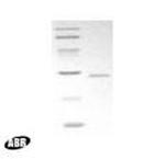 HIV1 nef Protein in Western blot control (WB Ctrl)