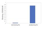 Human ACE2 (aa1-615) Fc Chimera Protein in ELISA standard (ELISA Std)