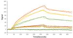 SARS-CoV-2 Spike Protein (RBD) (aa319-541), His Tag Protein in Binding assay (Binding)