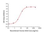 SARS-CoV-2 Spike Protein S1 (aa14-683), His-Avi Tag Protein in ELISA standard (ELISA Std)