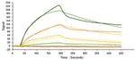 SARS-CoV-2 Spike Protein (RBD) (aa319-541), mFc Tag Protein in Binding assay (Binding)