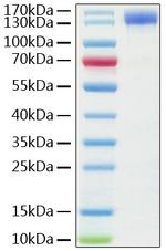 Human ACE2 (aa18-740) Fc Chimera Protein