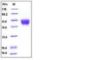 Human CD200 His-tag Protein