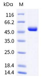 Human CD4 His-tag Protein