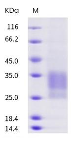 Human CD79 (CD79a/CD79b Heterodimer) His-Flag Tag Protein