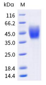 Human B7-1 (CD80) His-tag Protein