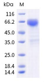 Human CRACC (SLAMF7) Fc Chimera Protein