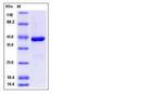 Human IDO2 His-tag Protein