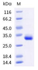 Human IgG1 Fc (103 Cys/Ser) Protein