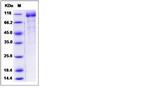 Human LILRA3 (CD85e, ILT6) Fc Chimera Protein