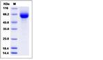 Human LILRA3 (CD85e, ILT6) His-tag Protein