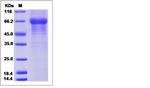 Human Kallikrein 15 Fc Chimera Protein