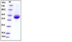 Human Kallikrein 11 His-tag Protein