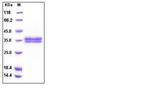 Human Kallikrein 13 His-tag Protein