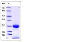 Human Kallikrein 6 His-tag Protein
