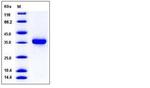 Human Kallikrein 8 His-tag Protein