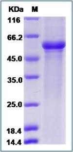 Human LAG-3 (CD223) Protein