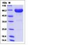 Human LILRA5 (CD85f, LIR-9) Fc Chimera Protein