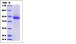 Human LILRA5 (CD85f, LIR-9) His-tag Protein
