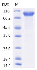 Human LILRA6 (CD85b, ILT8) Fc Chimera Protein