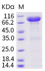 Human LILRB2 (CD85d, ILT4) Fc Chimera Protein
