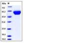 Human LILRB3 (CD85a, ILT5) His-tag Protein