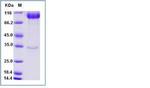 Human LILRB3 (CD85a, ILT5) Fc Chimera Protein