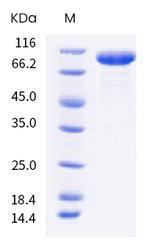 Human LILRB5 (CD85c, LIR-8) Fc Chimera Protein