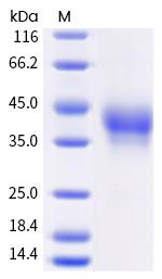 Human PD-1 His-tag Protein