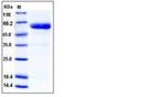 Human ULBP-1 Fc Chimera His-tag Protein