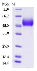 Mouse CD4 His-tag Protein