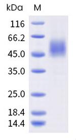 Mouse Fc gamma RI (CD64) His-tag Protein