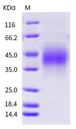 Mouse PD-1 His-tag Protein