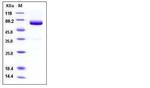 Mouse VSIG4 Fc Chimera His-tag Protein