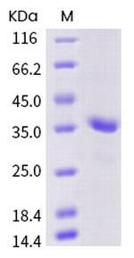 SARS-COV-2 3CL Protease His-Avi Tag Protein
