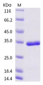 SARS-COV-2 3CL Protease His-Avi Tag Protein