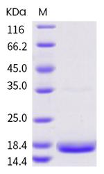 SARS-CoV-2 NSP10 Protein