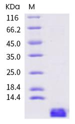 SARS-CoV-2 NSP7 Protein