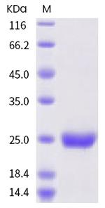 SARS-CoV-2 NSP8 Avi-tag Protein