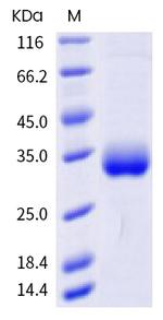 SARS-CoV-2 Spike Protein (RBD) (A475V) His-tag Protein