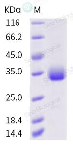 SARS-CoV-2 Spike Protein (RBD) (F342L) His-tag Protein