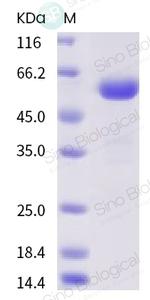 SARS-CoV-2 Spike Protein (RBD) (V367F) Fc Chimera Protein