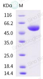 SARS-CoV-2 Spike Protein (RBD) Fc Chimera Protein