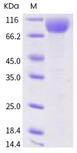 SARS-CoV-2 Spike Protein S1 Fc Chimera Avi-tag Protein