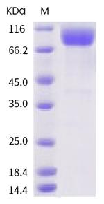 SARS-CoV-2 Spike Protein S1 Fc Chimera Avi-tag Protein