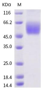 SARS-CoV-2 Spike Protein S1 His-Avi Tag Protein
