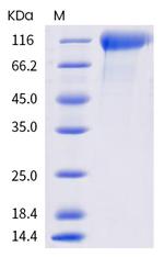 SARS-CoV-2 Spike Protein S1 (mutant) His-tag Protein